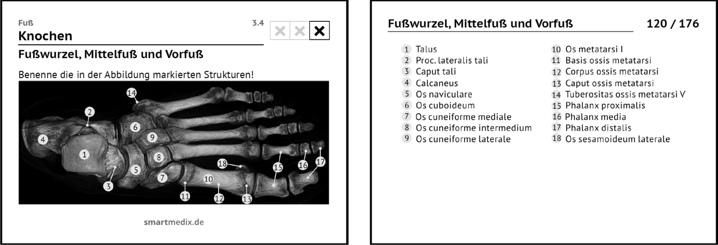 Anatomie Box 1