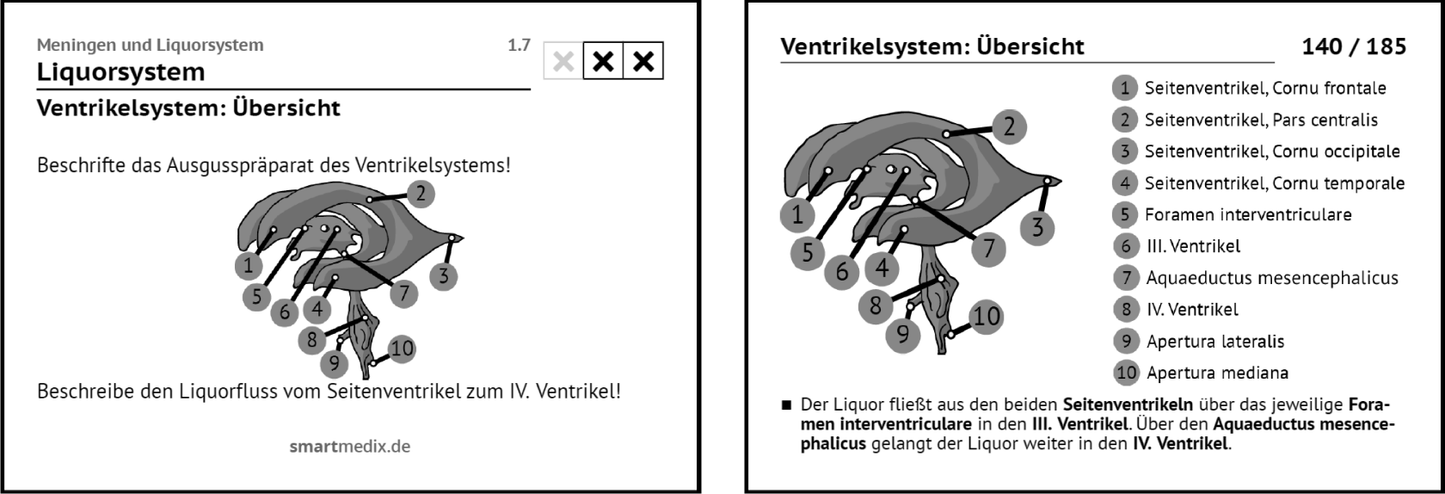 Anatomie Box 3