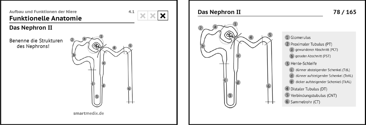 Physiologie Box 2