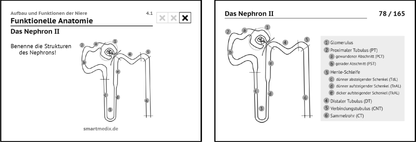 Physiologie Box 2